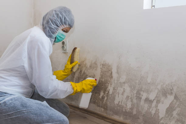 Best Toxic Mold Removal  in Isanti, MN