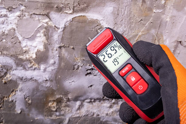 Best Mold Removal Near Me  in Isanti, MN