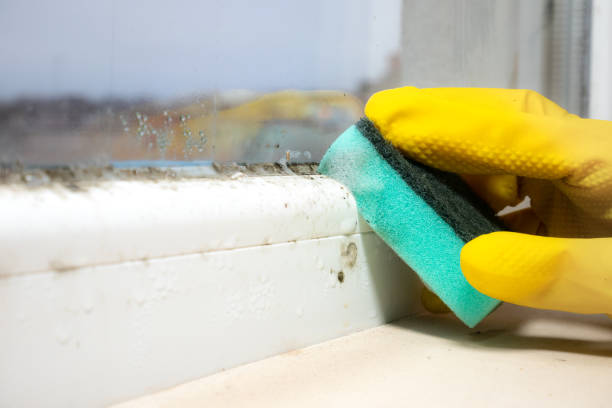 Attic Mold Removal in Isanti, MN