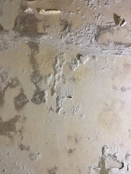 Best Mold Removal Company Near Me  in Isanti, MN