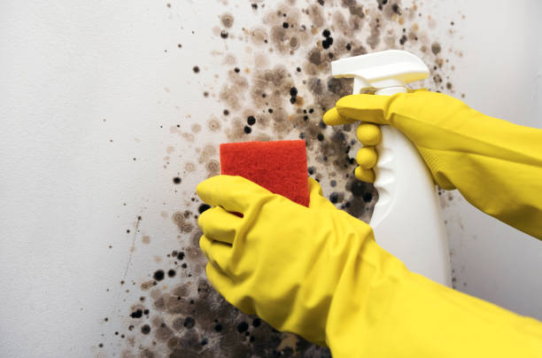 Best Residential Mold Removal  in Isanti, MN