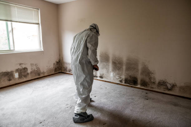 Best Mold Damage Repair  in Isanti, MN