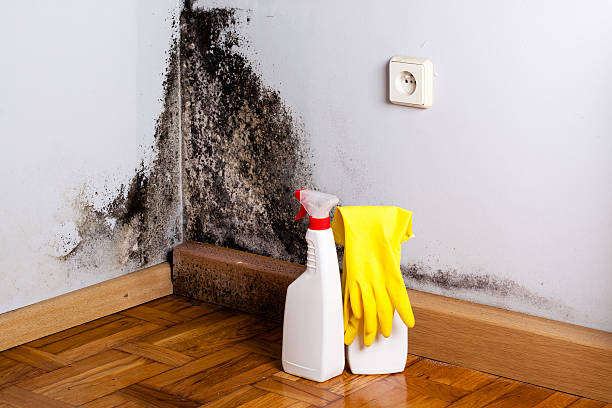 Best Office Mold Removal Services  in Isanti, MN