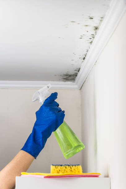 Best Professional Mold Removal  in Isanti, MN